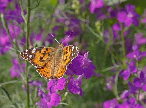 蝴蝶在花园里开花 — 图库照片