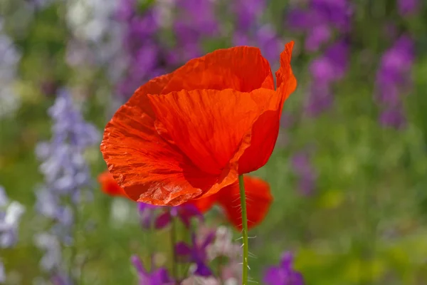 Vallmo blomma i trädgården — Stockfoto