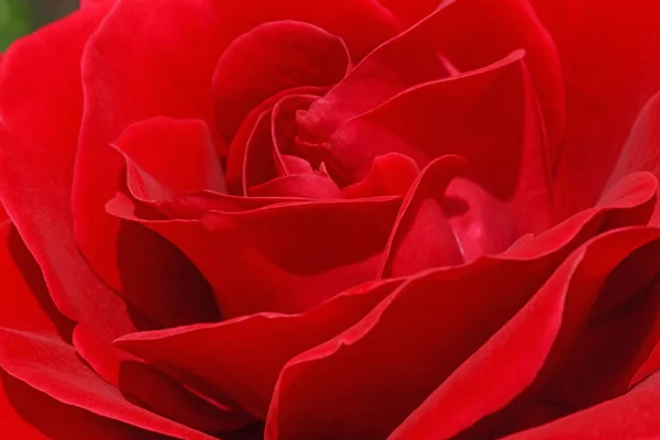 Rote Rosenblüte — Stockfoto