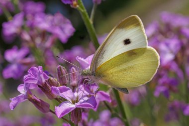 kır çiçeği lahana kelebeği