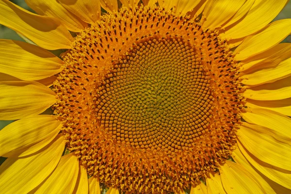 Zavřít slunečnice — Stock fotografie