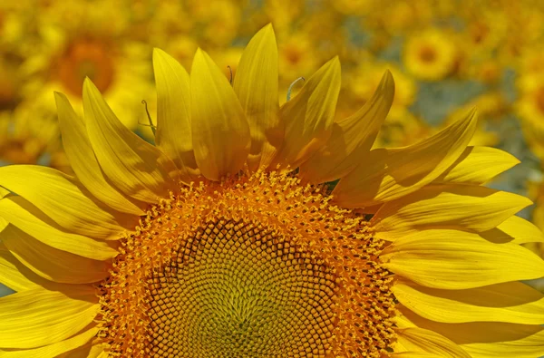 Primo piano della testa di girasole — Foto Stock