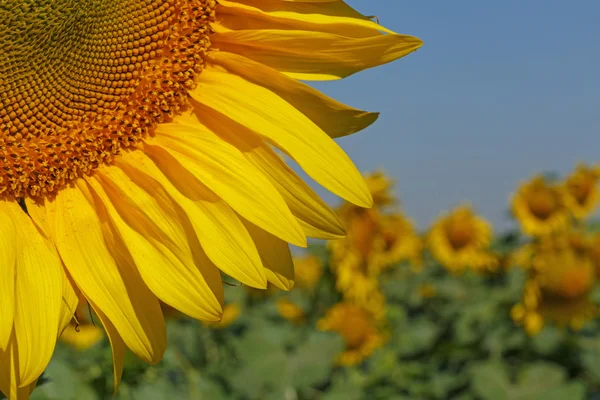 Girasole sul campo — Foto Stock