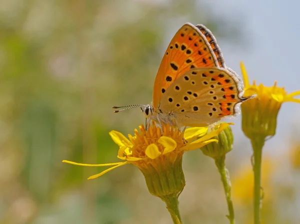 Schmetterling auf gelber Blume — Stockfoto