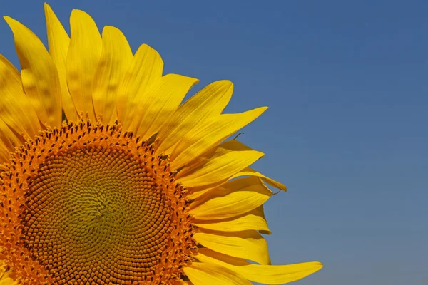 Tête de tournesol sur ciel bleu — Photo