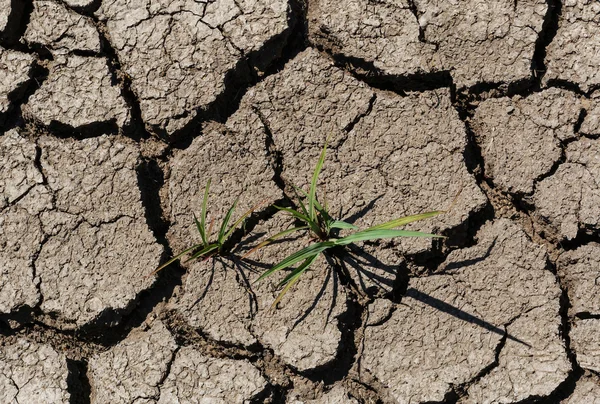 Gras groeit op droge, gebarsten bodem — Stockfoto