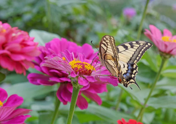 Machaon kelebek zinnia çiçeği üzerinde