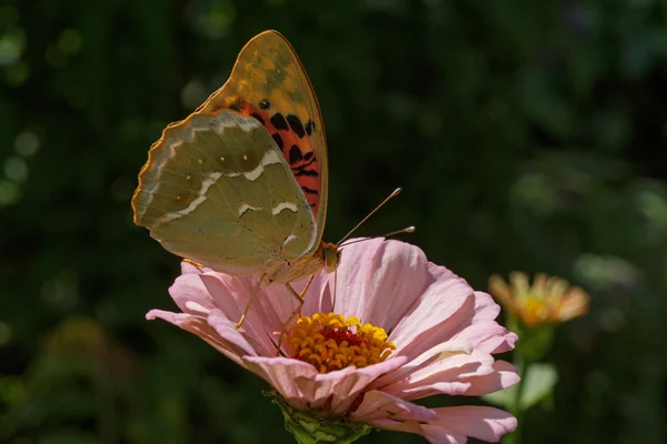 Butterfly sitting on pink zinnia — Stock Photo, Image