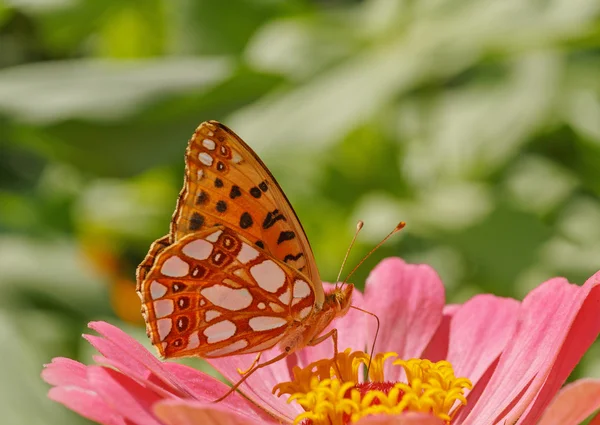Kahverengi fritillary kelebek mor zinnia üzerinde — Stok fotoğraf
