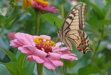 Machaon kelebek pembe zinnia çiçeği üzerinde