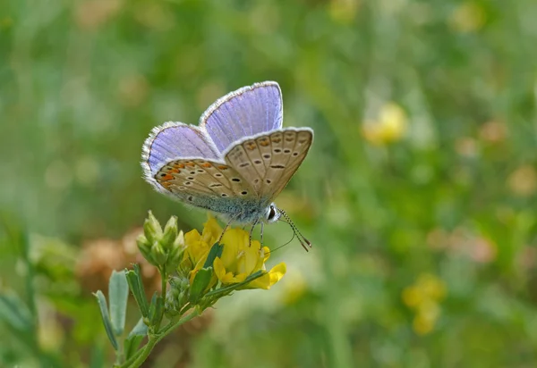 Çiçekteki mavi kelebek — Stok fotoğraf