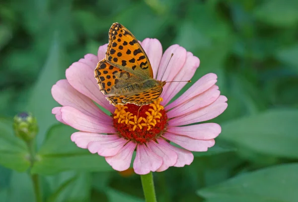 Brown fritillary butterfly on pink zinnia — Stock Photo, Image