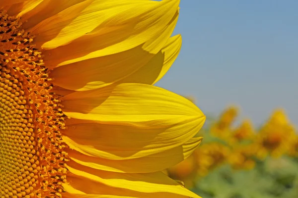 Nahaufnahme von Sonnenblumenkopf — Stockfoto