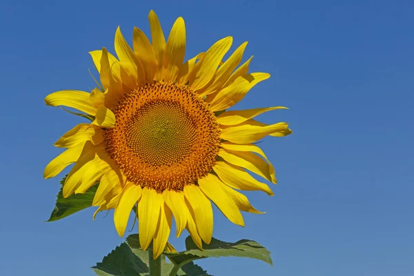 Tournesol sur ciel bleu — Photo