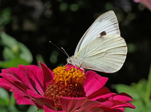 White cabbage butterfly on purple zinnia — Stock Photo, Image