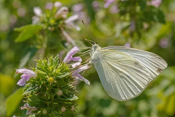 Borboleta de repolho branco — Fotografia de Stock