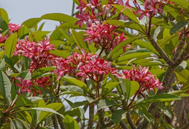 palmiye ağacı çiçek