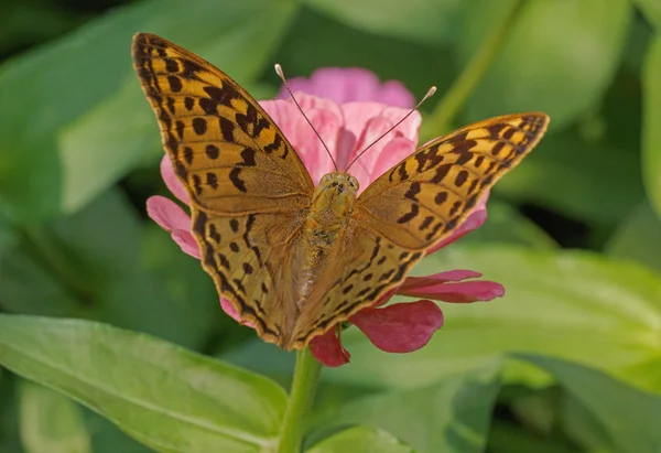 Schmetterling mit geöffneten Flügeln — Stockfoto