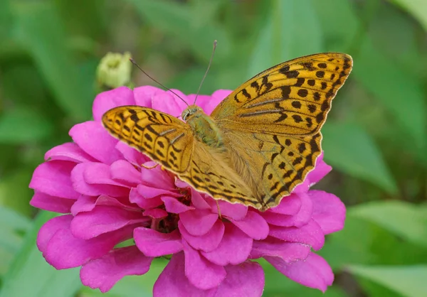 Kardinalschmetterling mit offenen Flügeln — Stockfoto