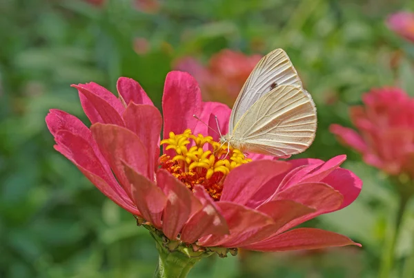 Witte kool vlinder op bloem — Stockfoto