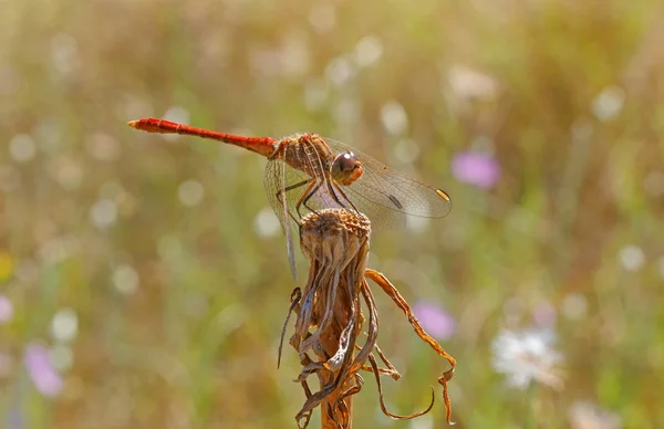 Gros plan sur Dragonfly — Photo