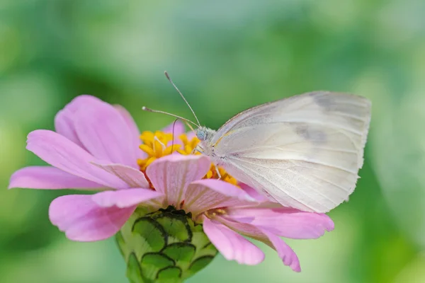 Papillon blanc sur fleur de zinnia rose — Photo