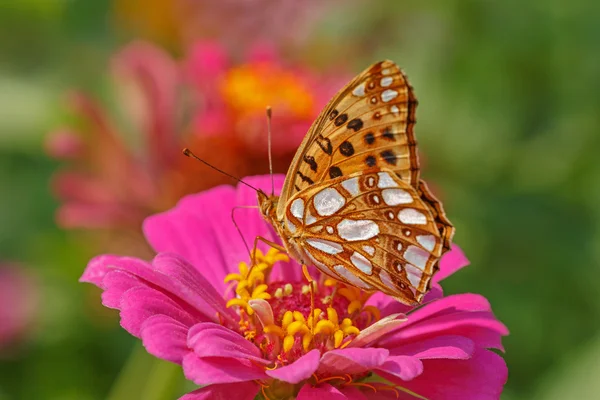 Primer plano de mariposa fritillary marrón alto — Foto de Stock