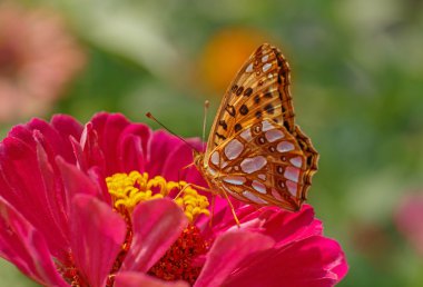 Kırmızı zinnia çiçeği üzerinde Kelebek