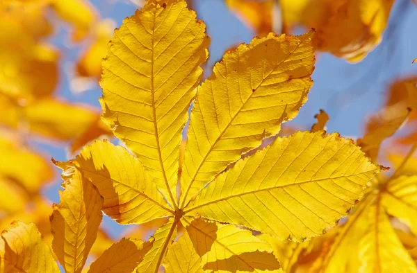 Hoja amarilla en árbol de arce — Foto de Stock