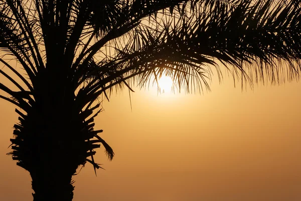 Silueta de palmera —  Fotos de Stock