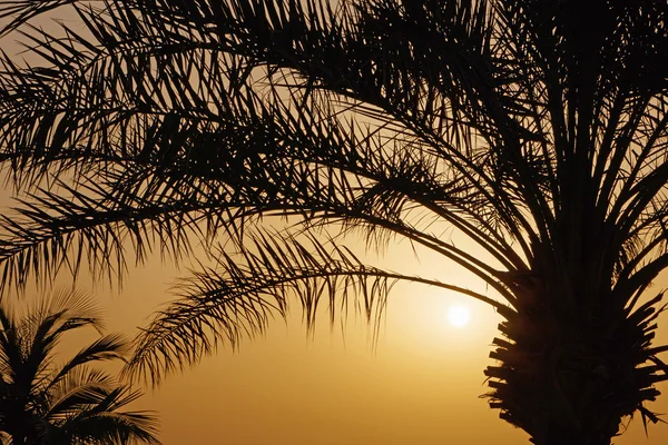 Palmera sobre el sol naciente —  Fotos de Stock