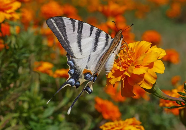 Papillon hirondelle sur souci — Photo