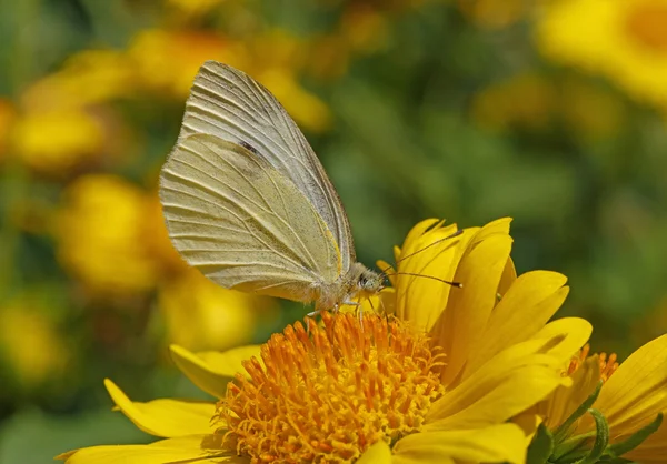 Borboleta de repolho em flor amarela — Fotografia de Stock