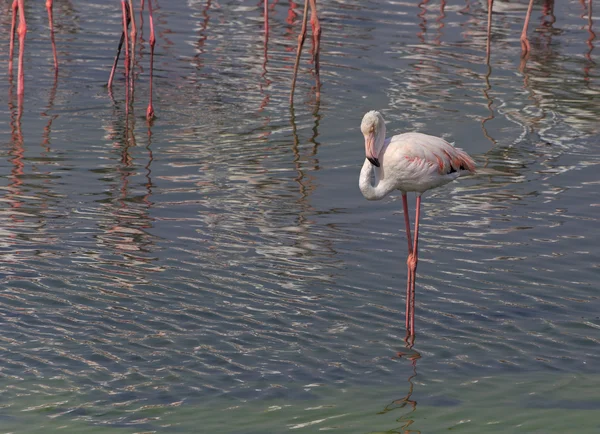 Rosafarbener Flamingo in ras al khor — Stockfoto