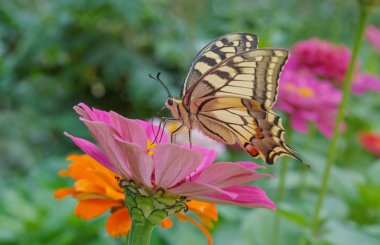 Machaon kelebek zinnia çiçeği üzerinde