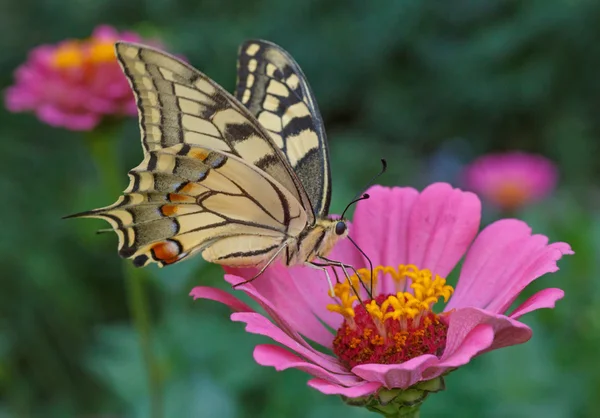 Papilio machaon papillon — Photo