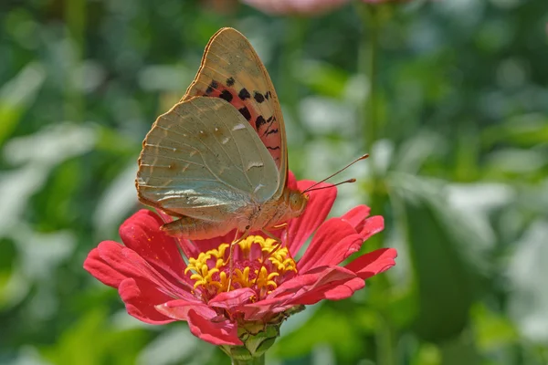 Butterfly on red zinnia flower — Stock Photo, Image