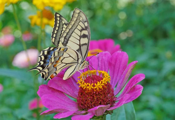 Machaon papillon sur zinnia pourpre — Photo