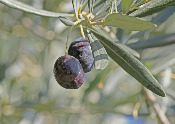 Nahaufnahme von Olivenbeeren — Stockfoto