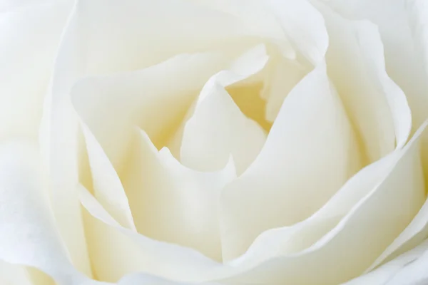 Vit ros blomma — Stockfoto