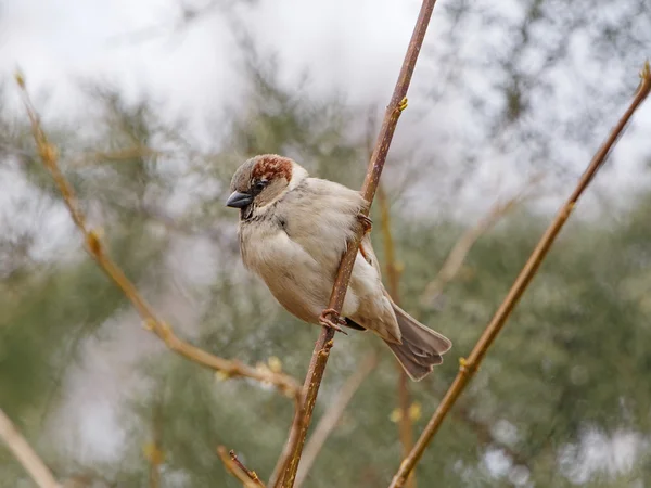 Sparrow sitting on branch — Stock Photo, Image