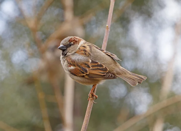 Close up of sparrow — Stock Photo, Image
