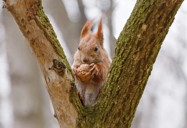Squirrel eating walnut — Stock Photo, Image