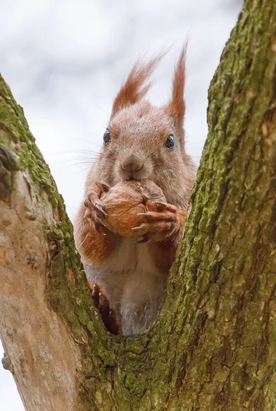 Scoiattolo mangiare noce — Foto Stock