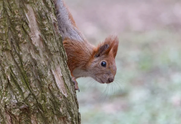 Squirrel on tree — Stock Photo, Image