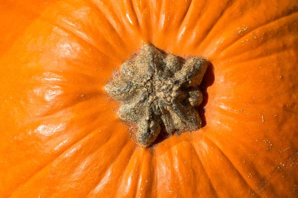 Close Orange Pumpkin Tail — Stock Photo, Image