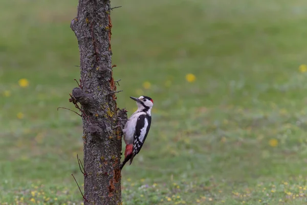 Pica Pau Sentado Tronco Árvore Contra Grama Verde — Fotografia de Stock