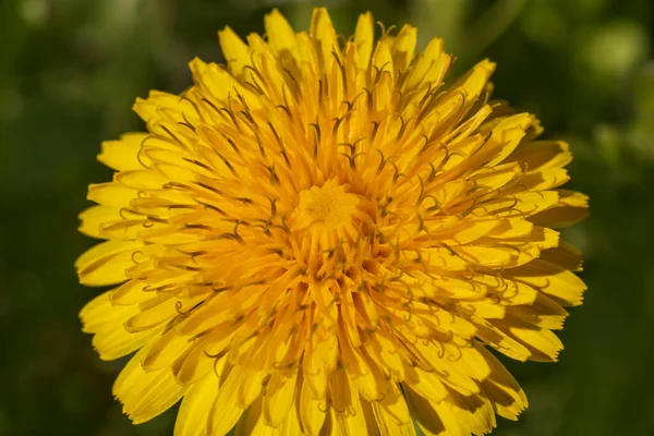 Close Yellow Dandelion Flower — Stock Photo, Image