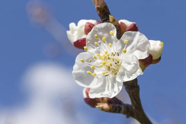 Close Apricot Tree Blossoming Blue Sky — Stock Photo, Image