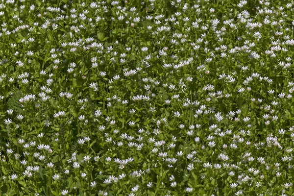 Abundância Pequenas Flores Brancas Prado Primavera — Fotografia de Stock